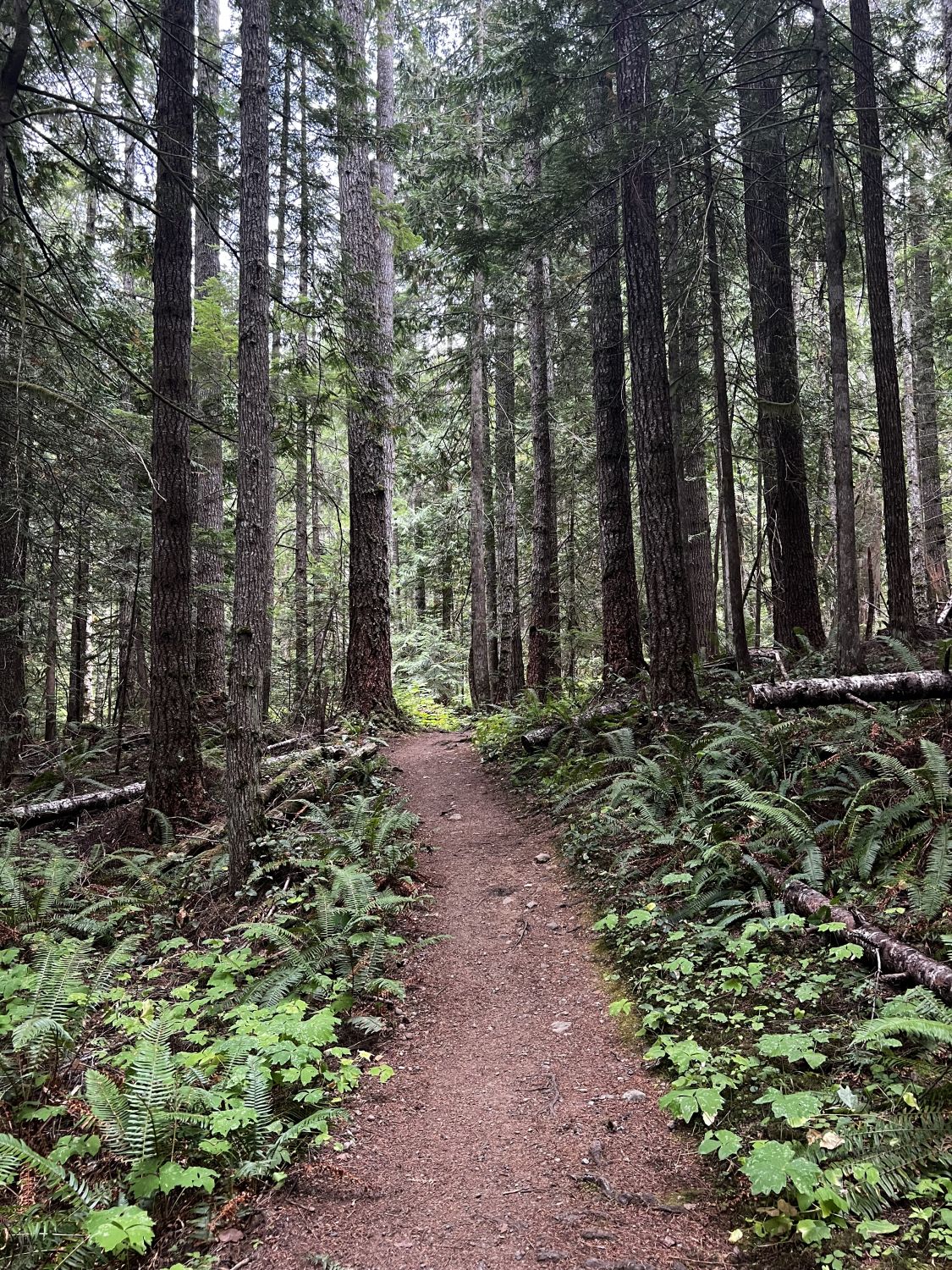 Olympic NP 